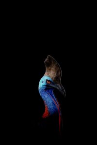 29335_hd-200x300 29335_hd