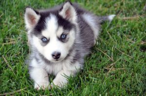 Huskey_puppy-300x199 Huskey_puppy