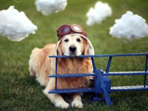 Pilot-Dog-800x600-300x225 Pilot-Dog-800x600