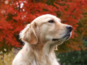 autumn-dreaming-belaya-300x225 autumn-dreaming-belaya