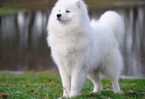 giant-dog-breeds-in-india-300x204 giant-dog-breeds-in-india