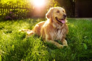 golden-retriever-i2-sz3-300x200 golden-retriever-i2-sz3