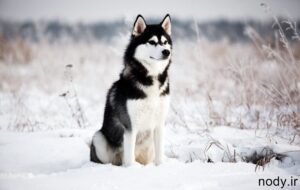 husky-wallpapers-25509-6775524-300x190 husky-wallpapers-25509-6775524